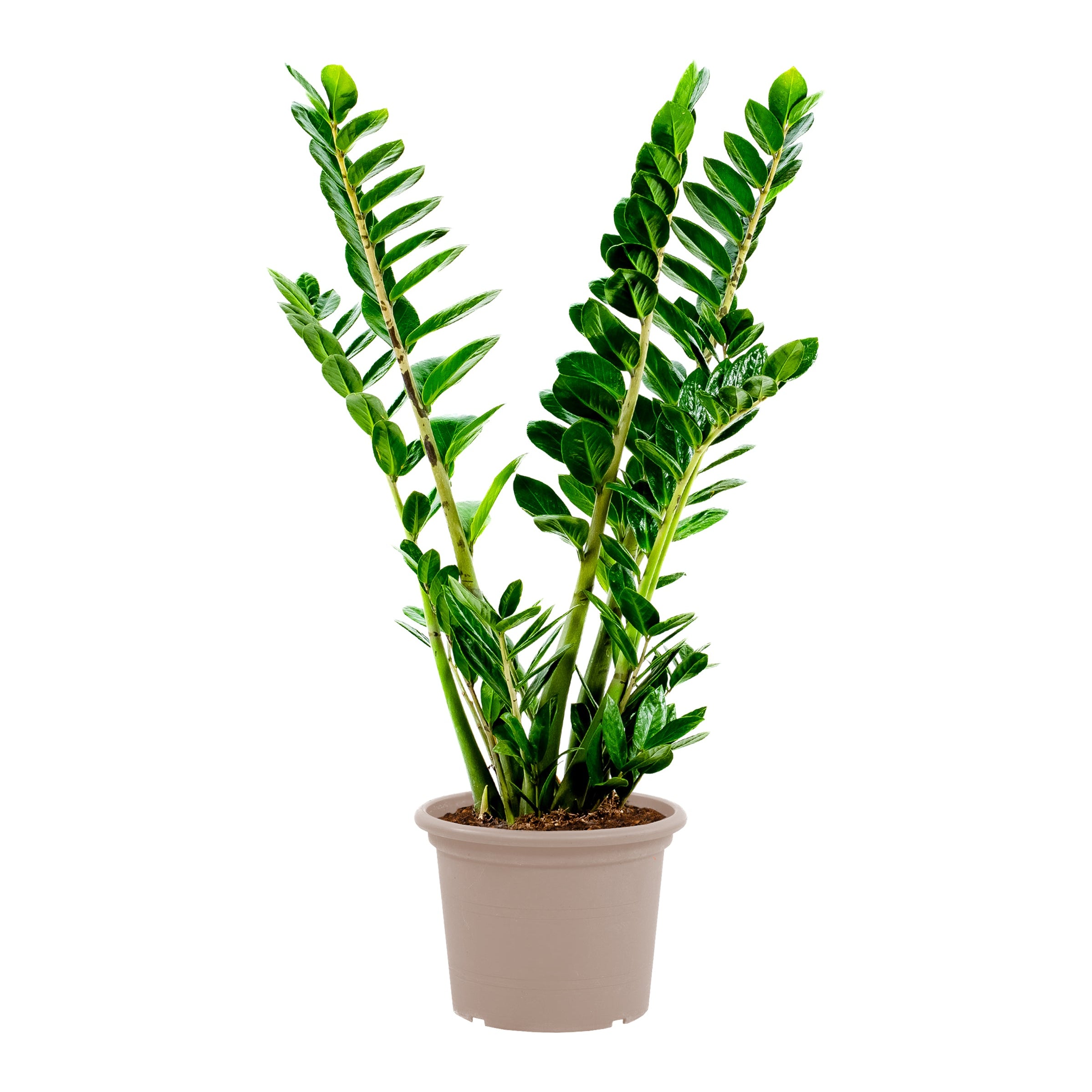 Zamioculcas - 100 cm - ⌀21-24cm