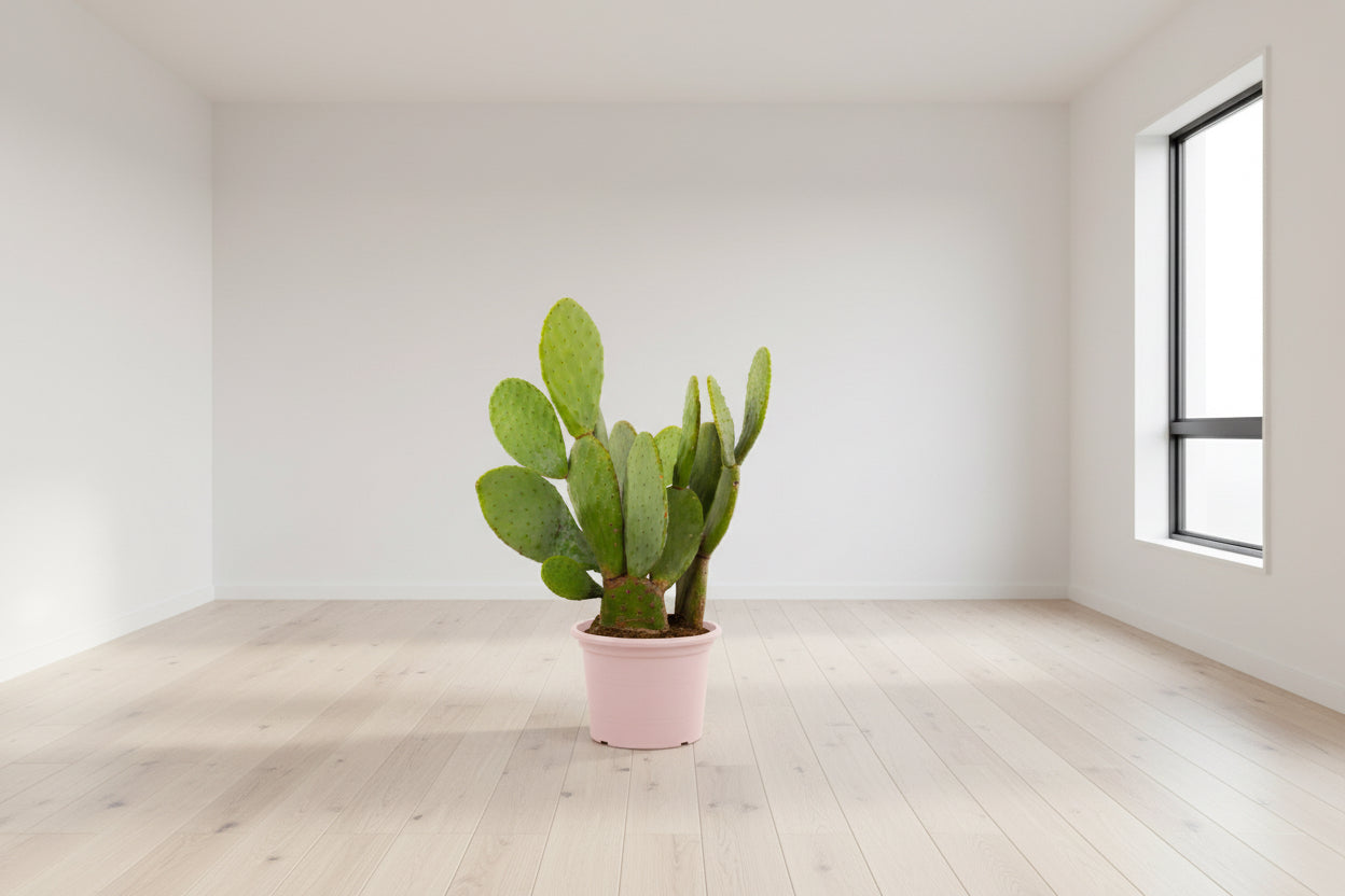 Cactus Opuntia - 120 cm - Ø38cm