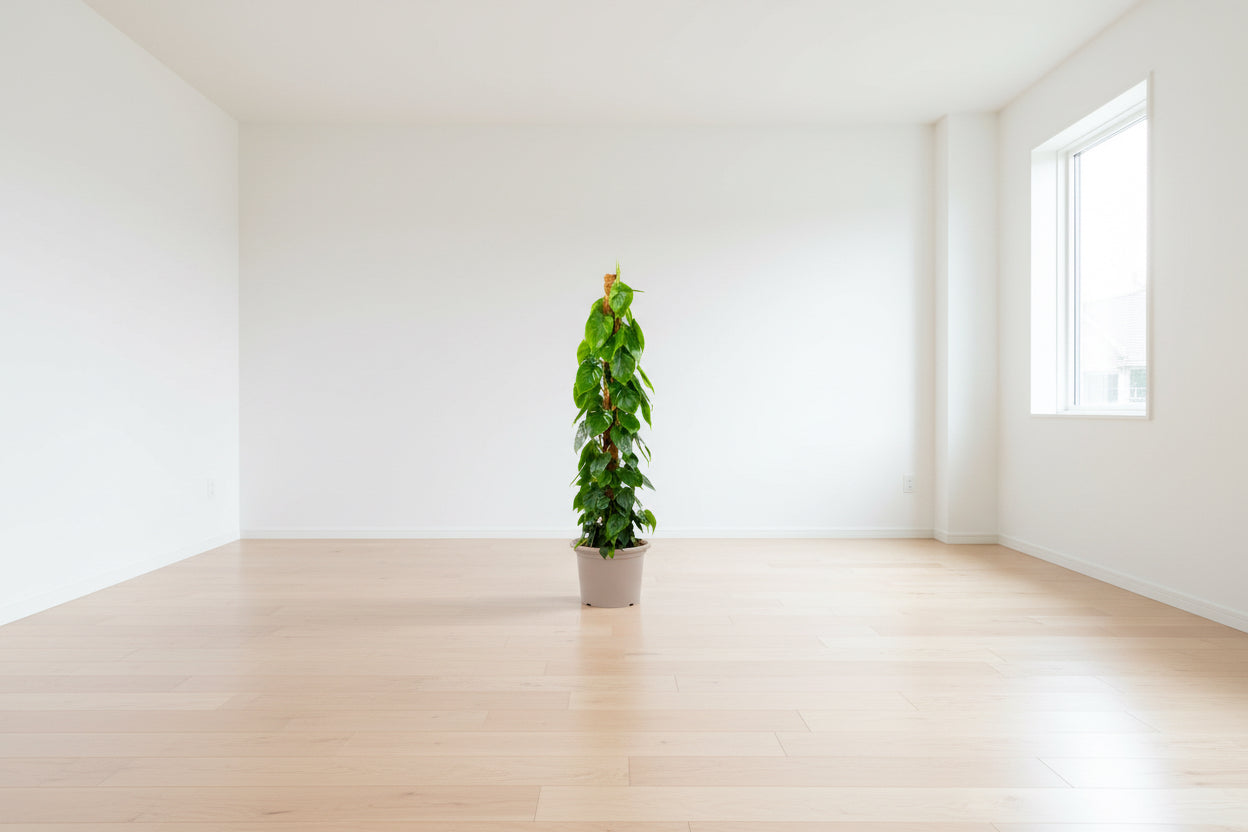 Philodendron Scandens mosstok - 150 cm - ø27