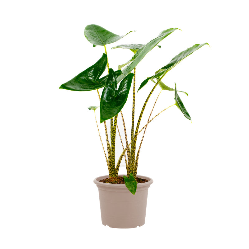 Alocasia Zebrina - 130 cm - ø32