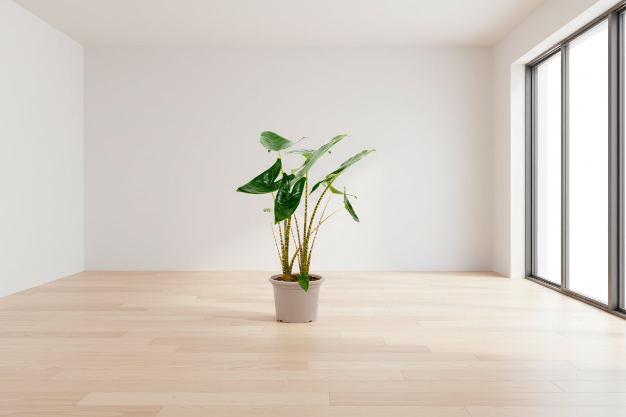 Alocasia Zebrina - 130 cm - ø32