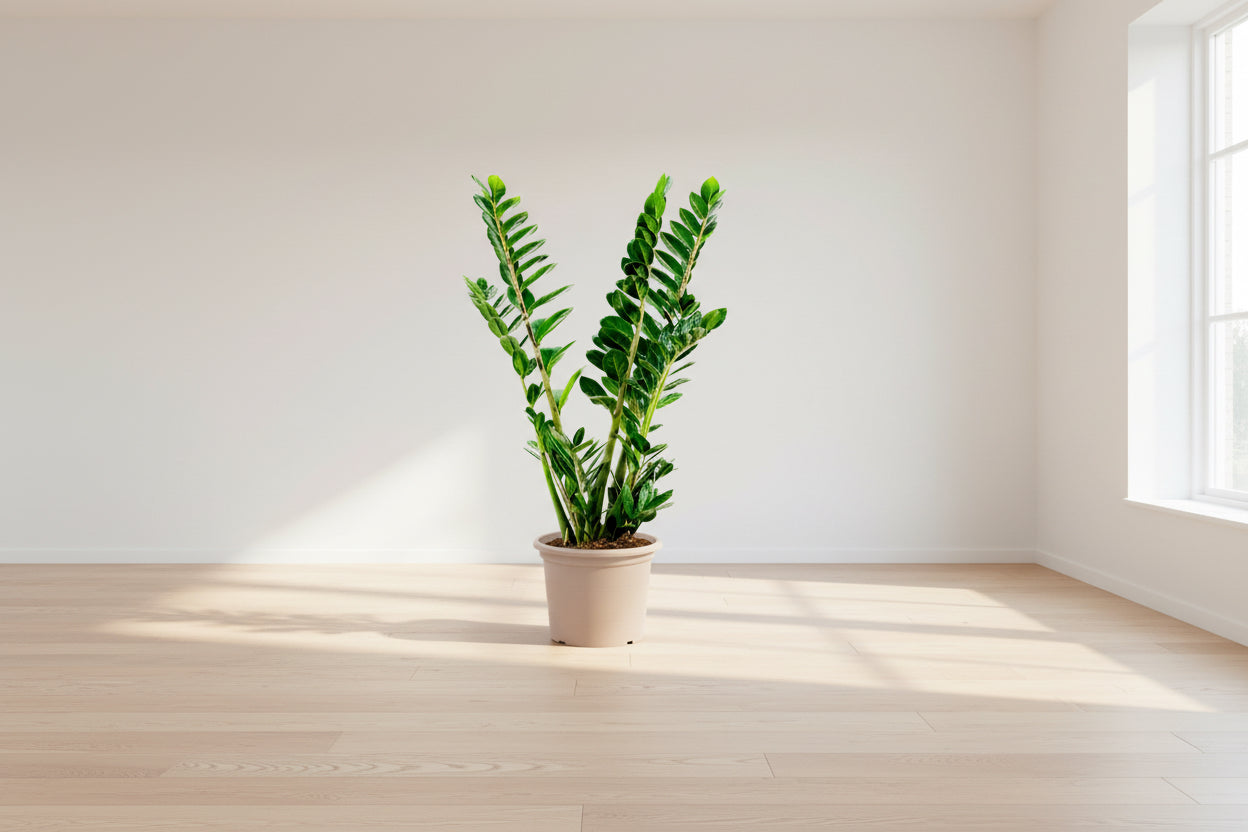 Zamioculcas - 100 cm - ⌀21-24cm