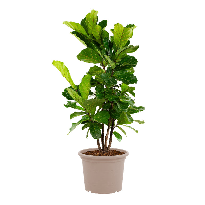 Ficus Lyrata vertakt XL - 190 cm - ø34