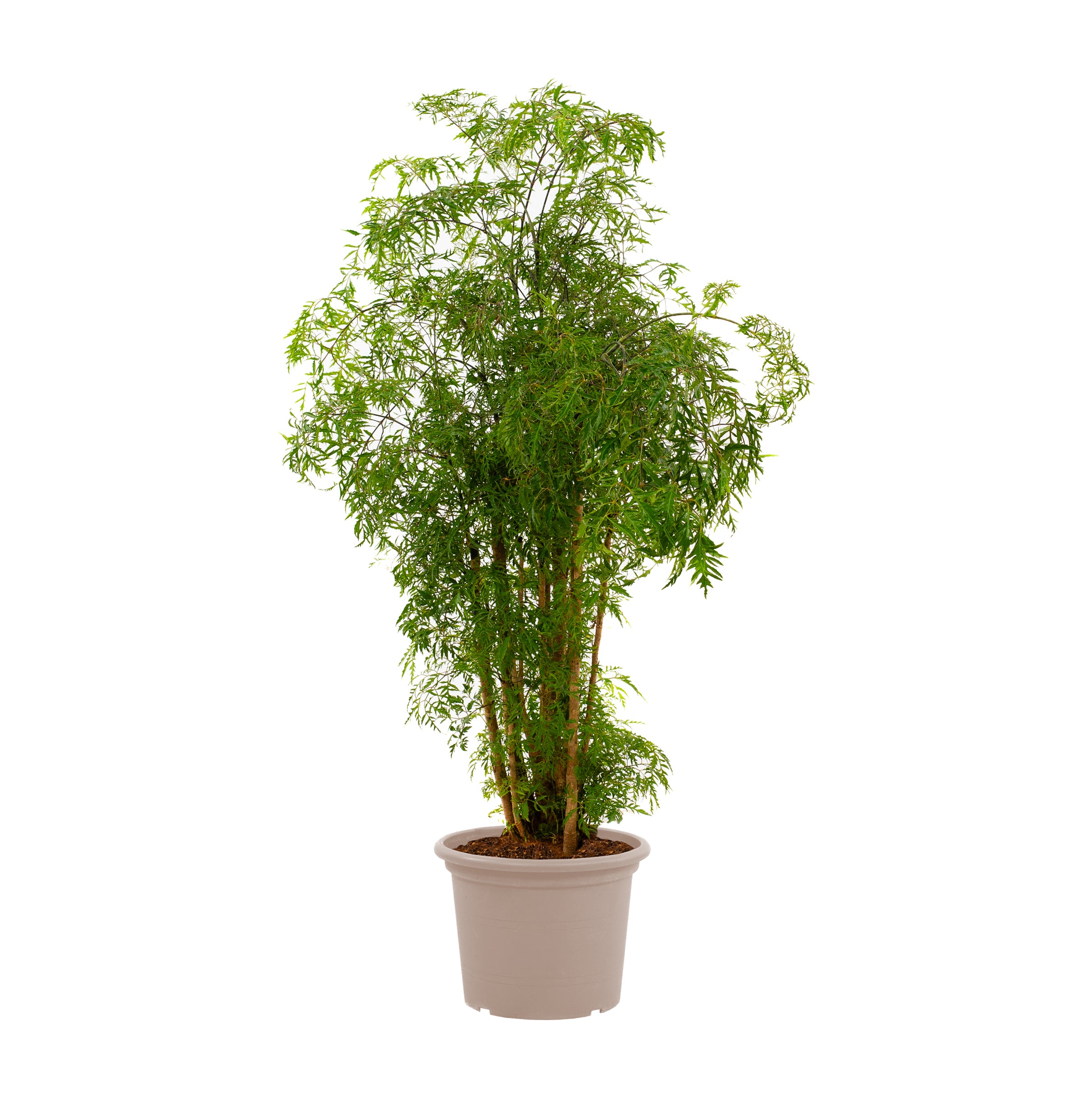 Polyscias Hawaiiana Ming - 100 cm - Ø24cm