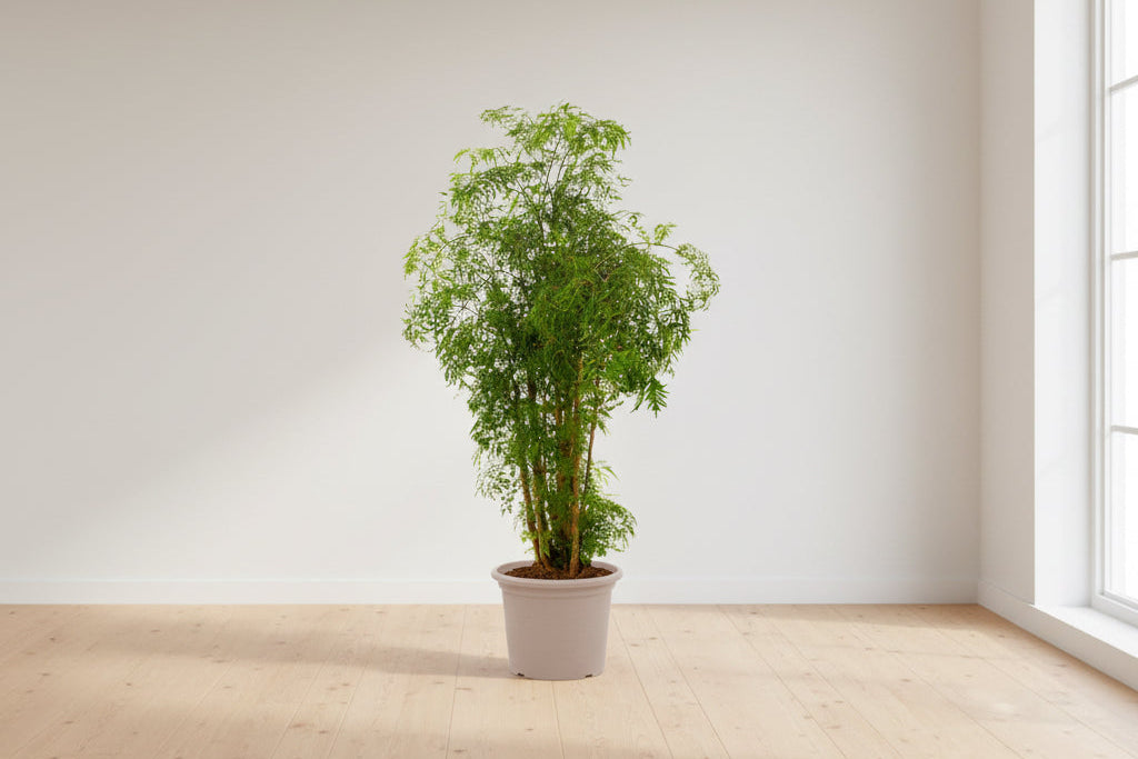 Polyscias Hawaiiana Ming - 100 cm - Ø24cm