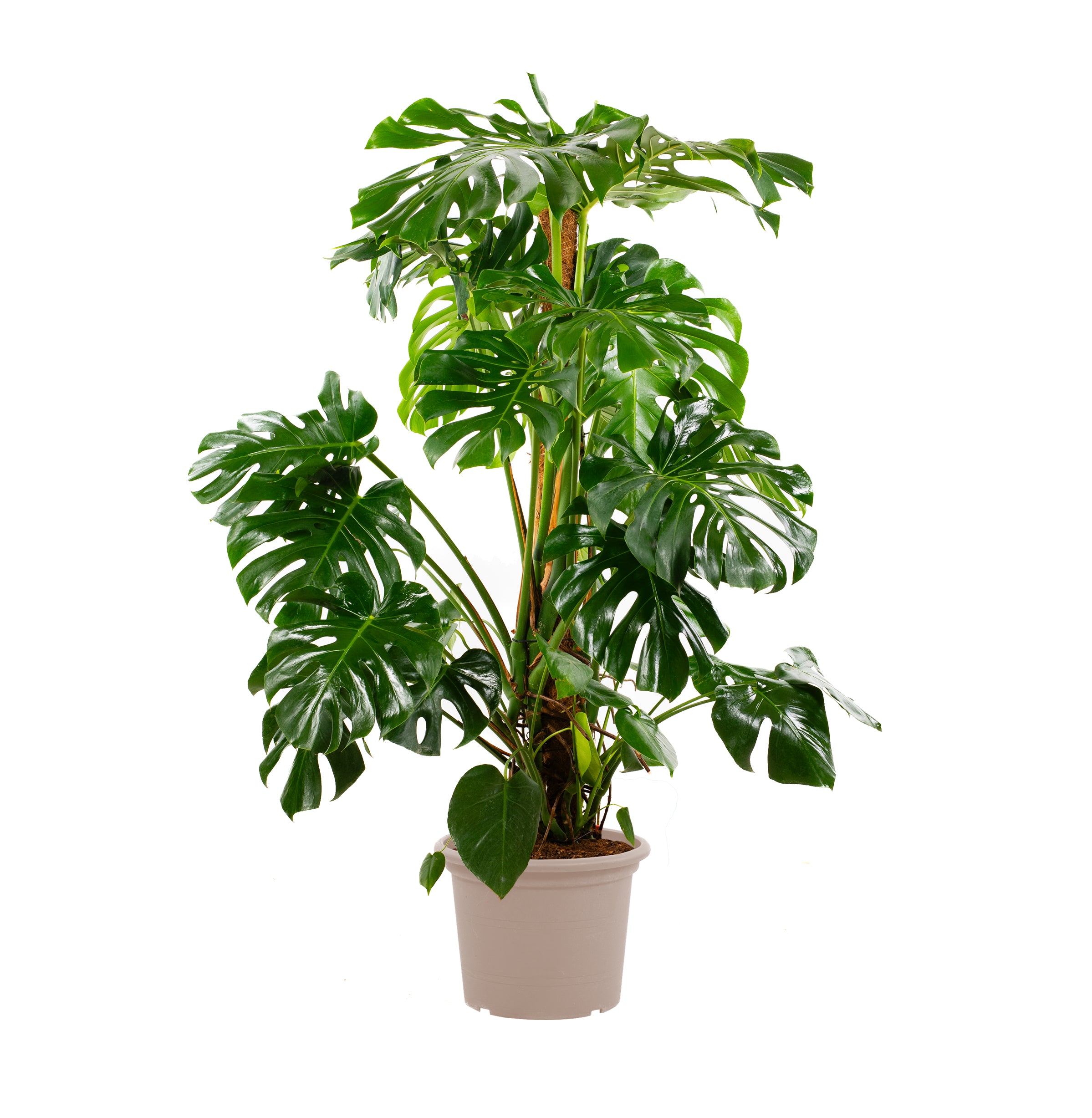 Monstera Deliciosa XXL - 145 cm - ⌀27