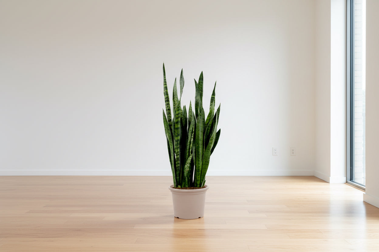 Sansevieria Zeylenica - 110 cm - ø35