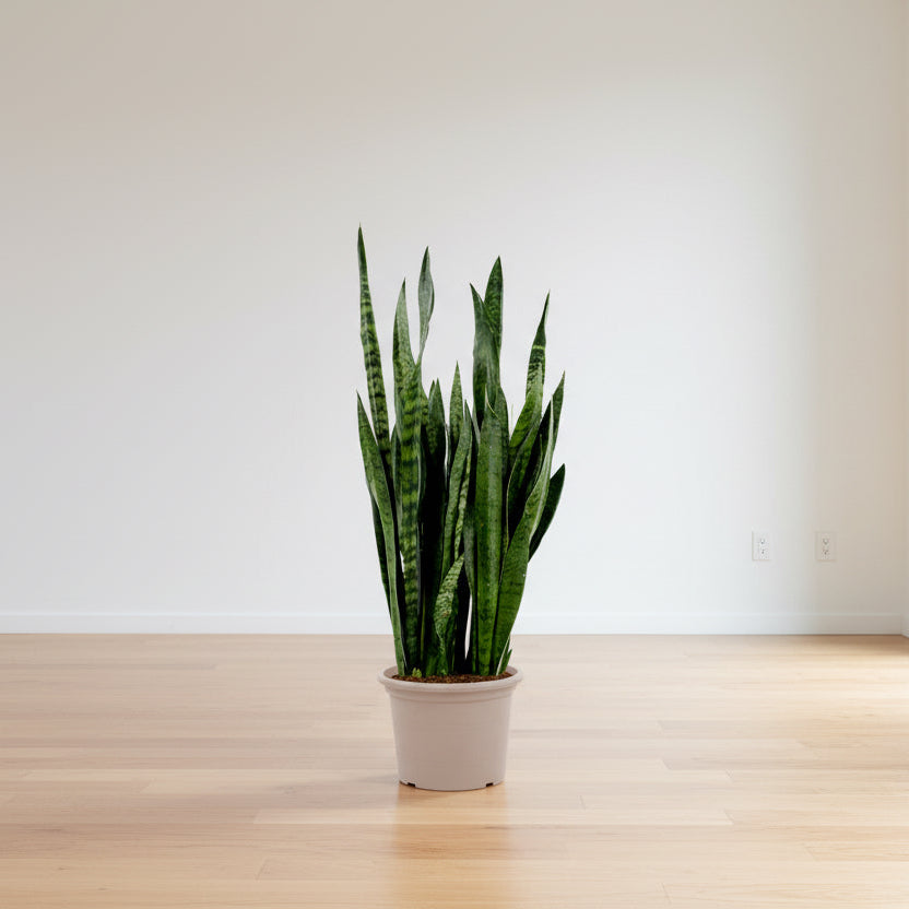 Sansevieria Zeylenica - 110 cm - ø35