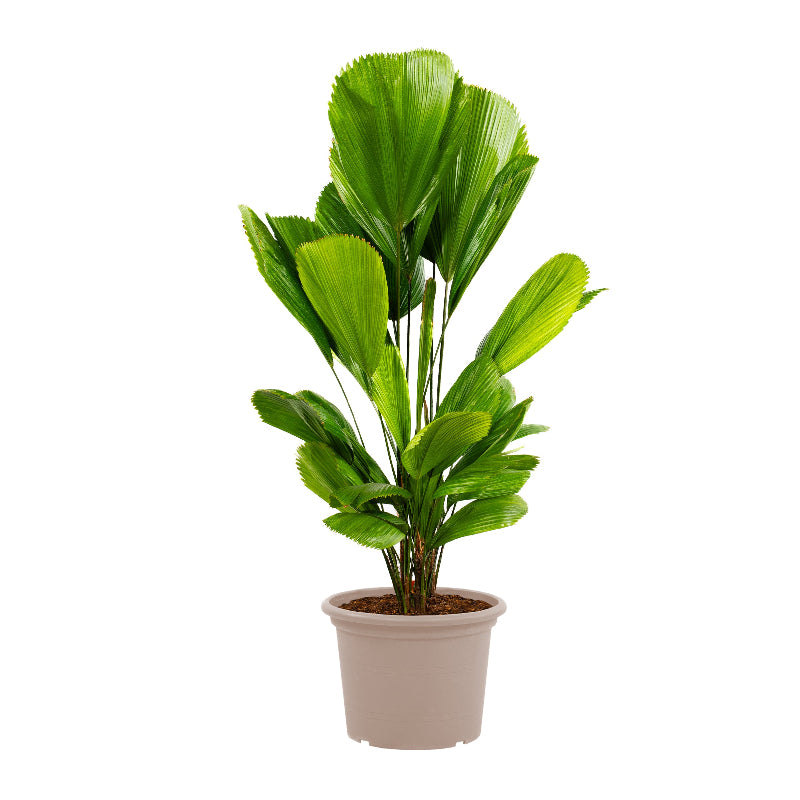 Licuala Grandis - 100 cm - ø19