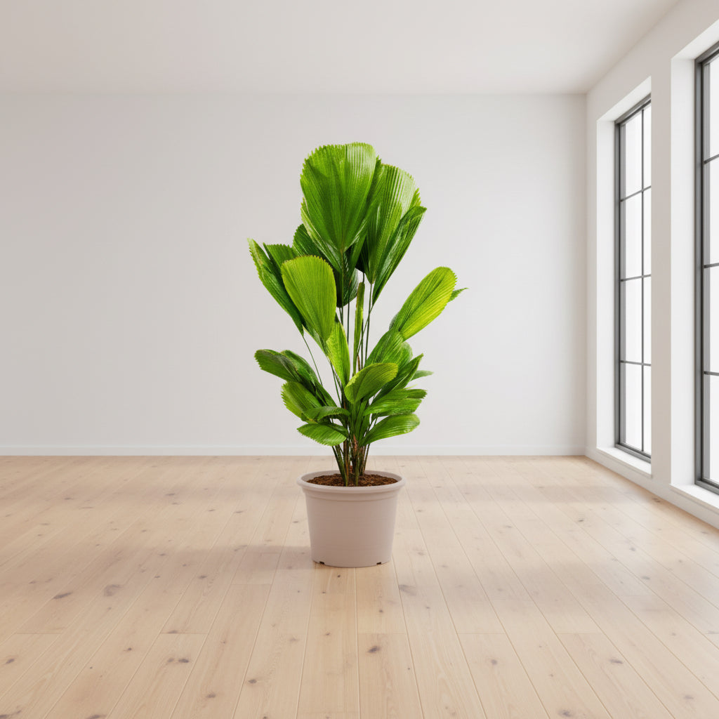 Licuala Grandis - 100 cm - ø19