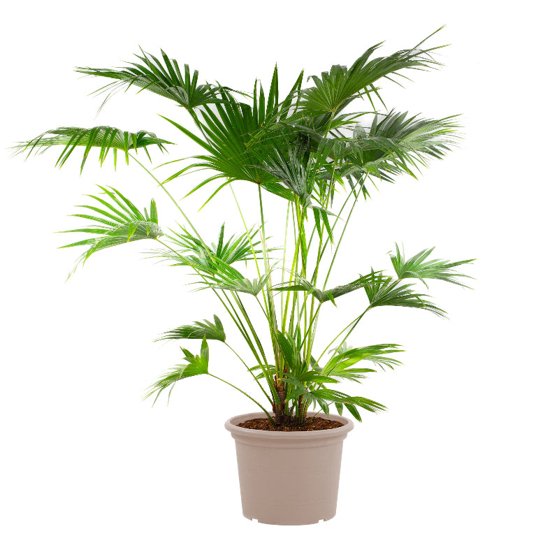 Livistona Chinensis - 150 cm - ø24