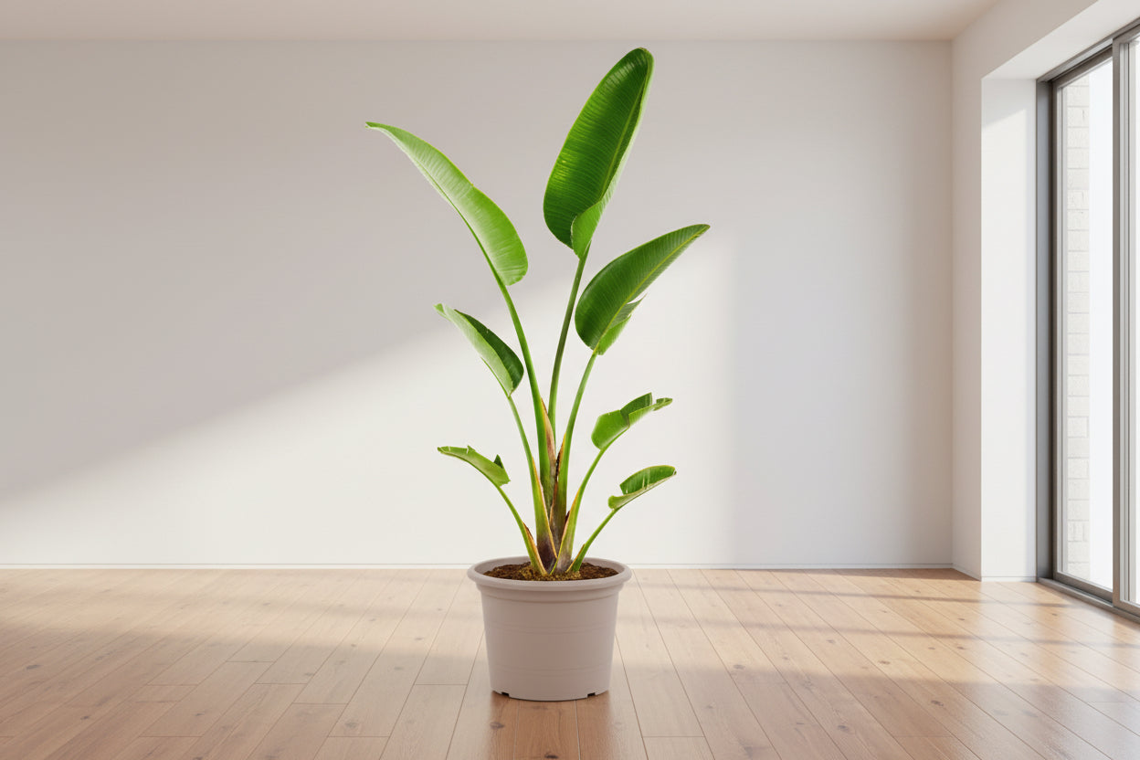 Strelitzia Augusta - 250 cm - ⌀45