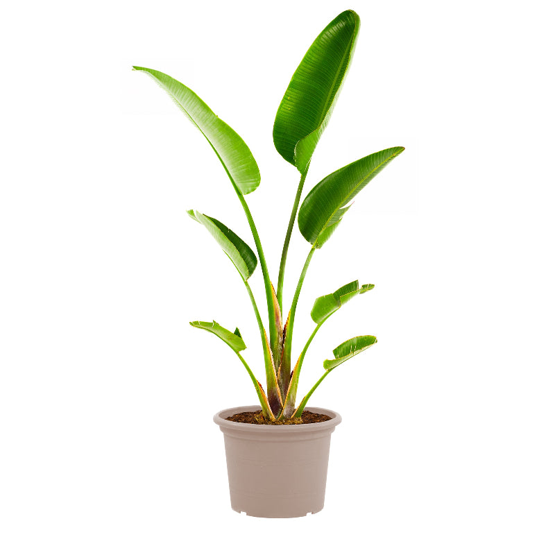 Strelitzia Augusta - 250 cm - ⌀45