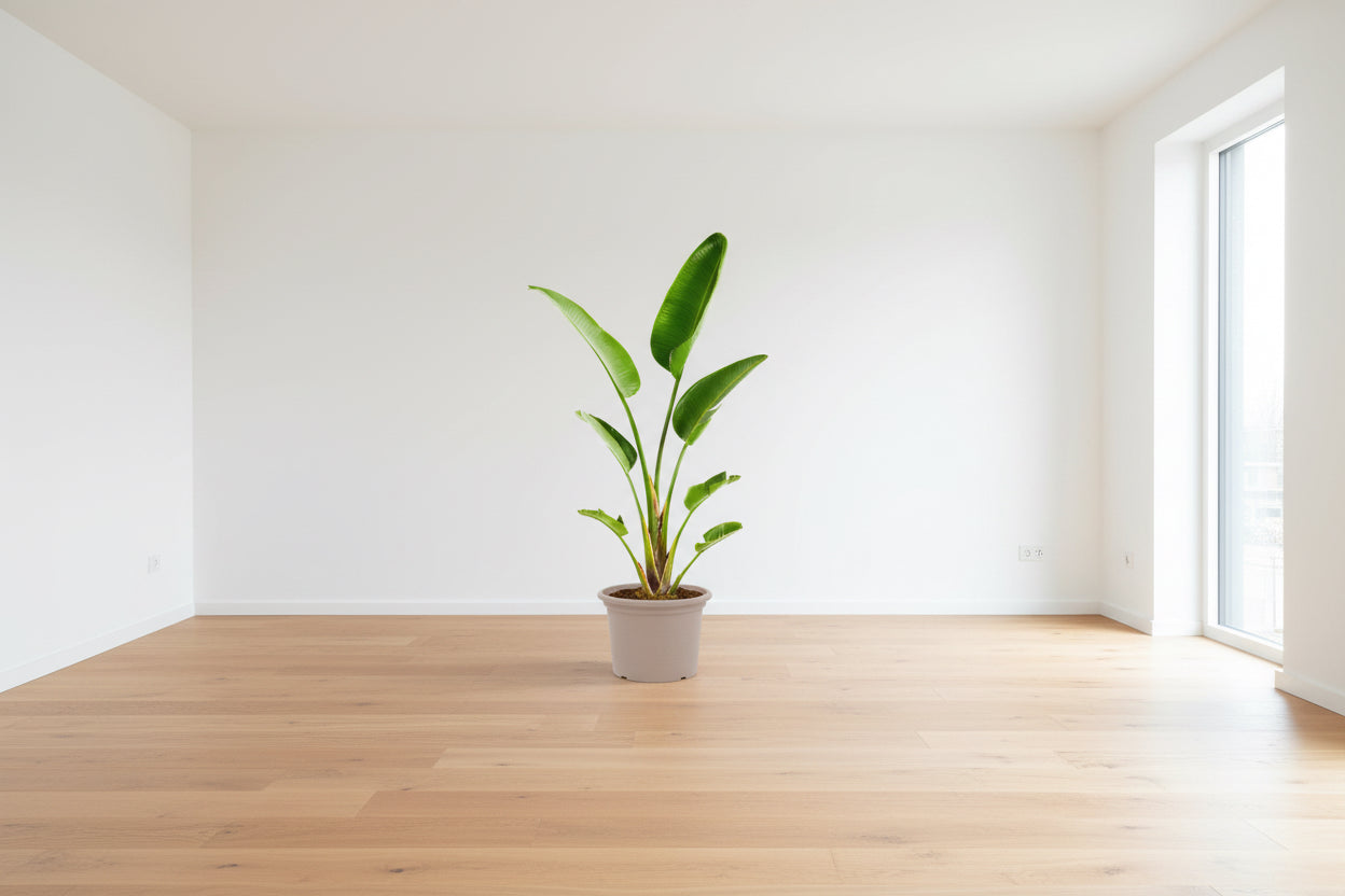 Strelitzia Augusta - 210 cm - ⌀30