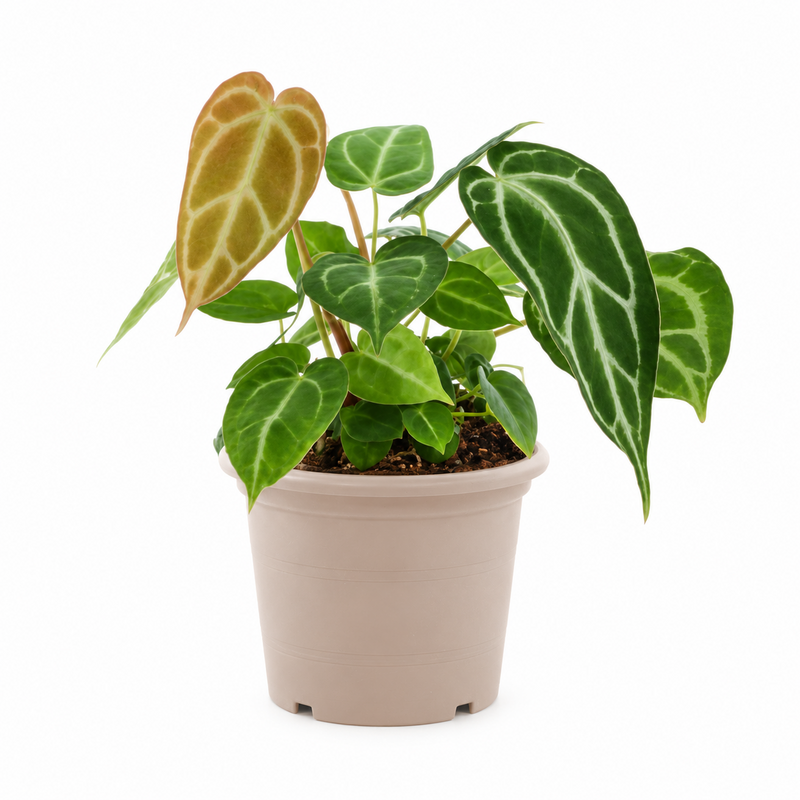 Anthurium Chrystallium - 35 cm - ø12