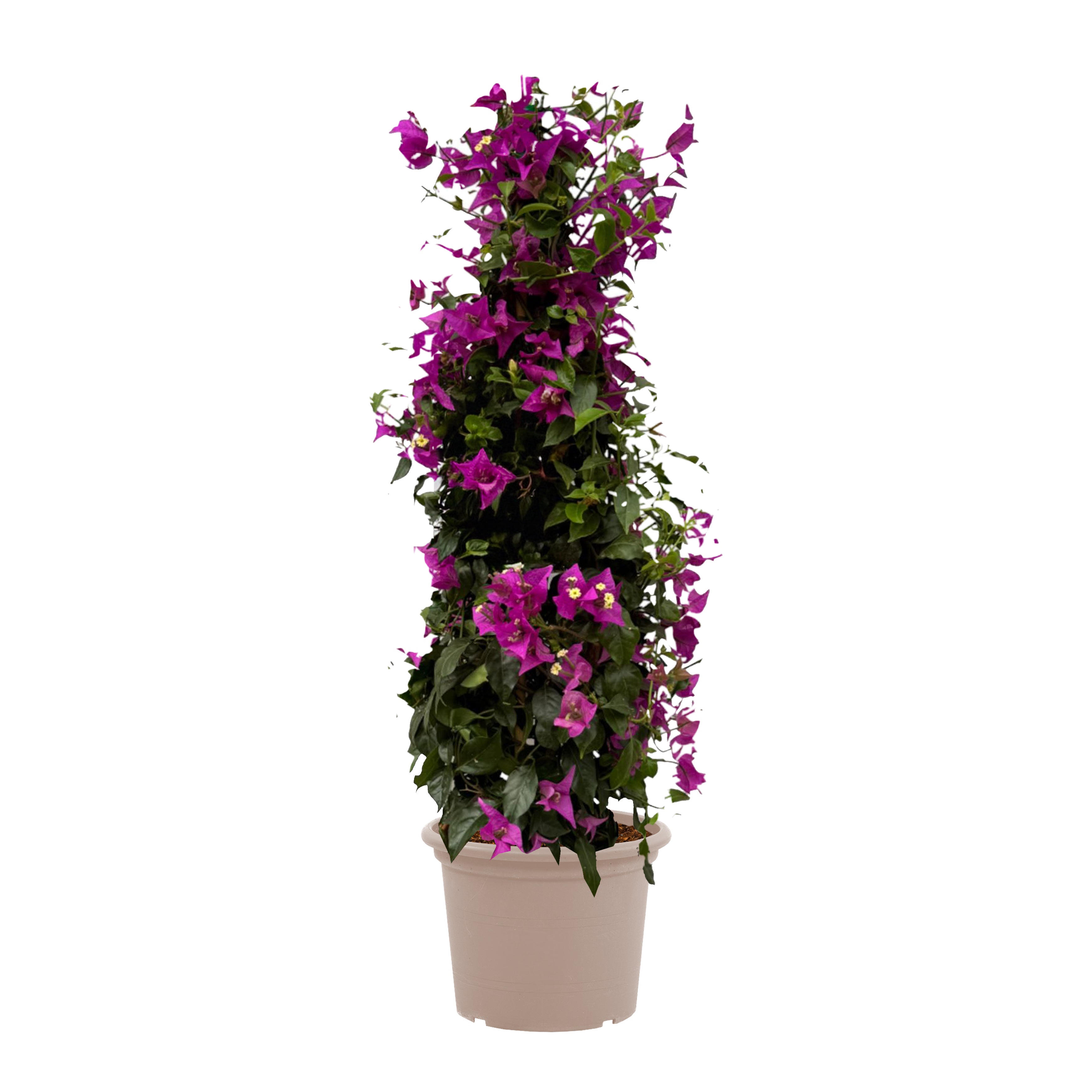 Bougainvillea pyramide - 80 cm - Ø17cm