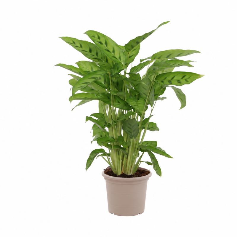 Calathea Leopardina - 35 cm - Ø12cm