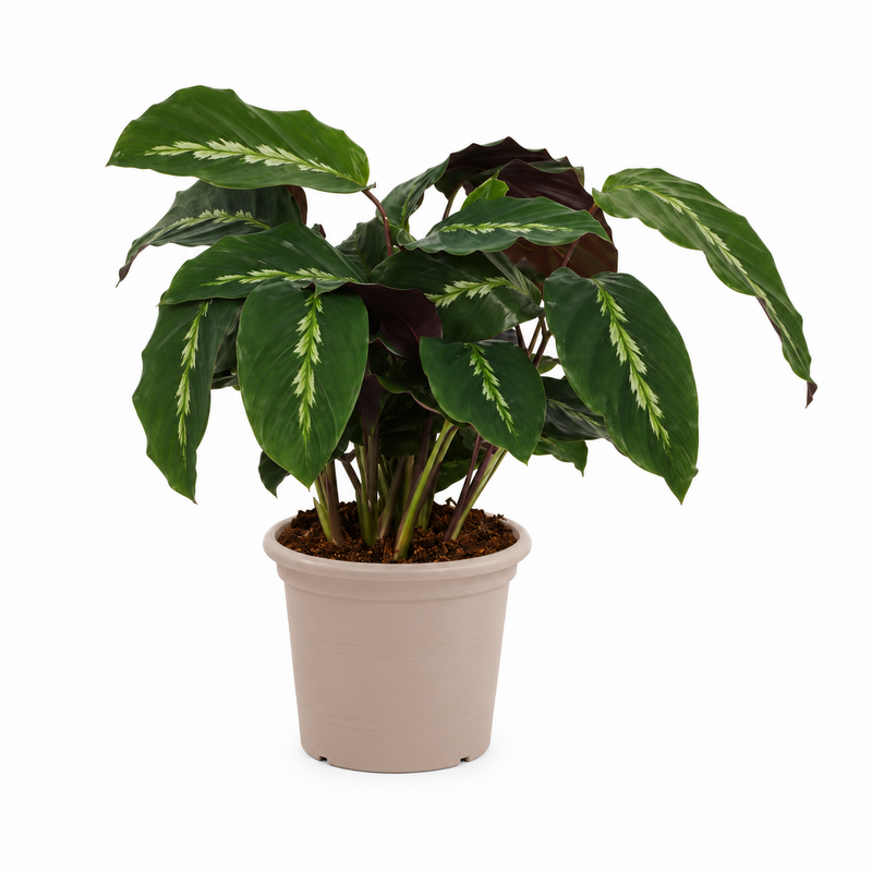 Calathea Maui Queen - 35 cm - Ø12cm