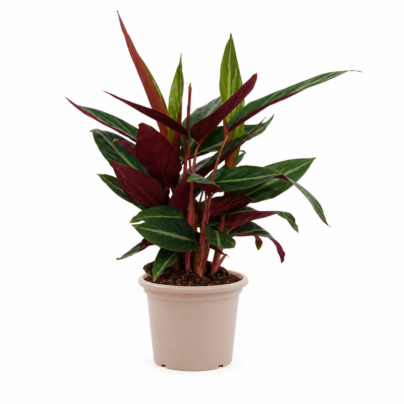 Calathea Stripestar - 40 cm - Ø12cm