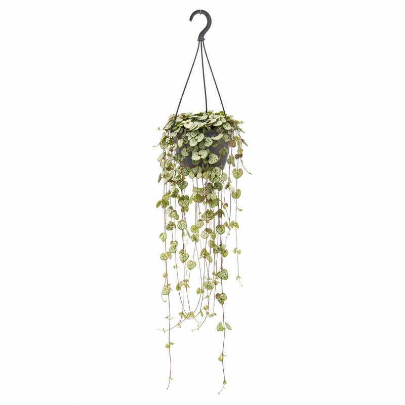 Ceropegia Woodii Hang - Ø14cm - ↕50cm