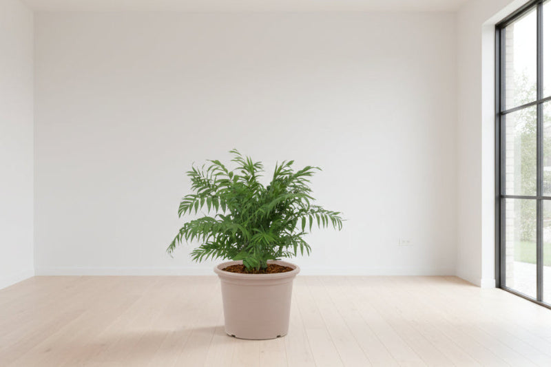 Chamaedorea Elegans - 100 cm - Ø24cm