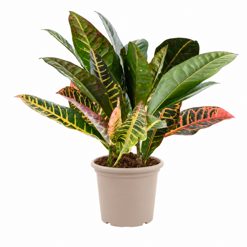 Codiaeum variegatum 'Petra' - 30 cm - ø12