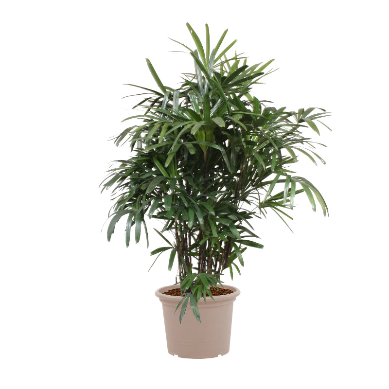 Rhapis Excelsa -200 cm - ø34