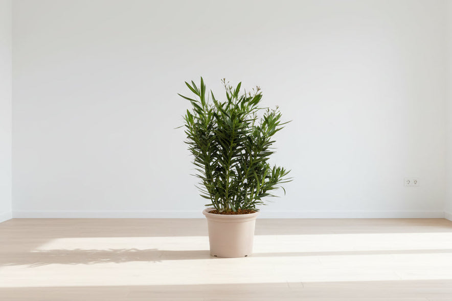 Nerium Oleander struik met witte bloem - 160 cm - Ø32cm