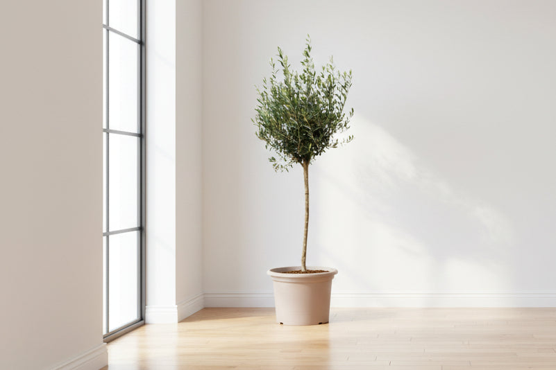 Olea Europaea op stam - 160cm- Ø24