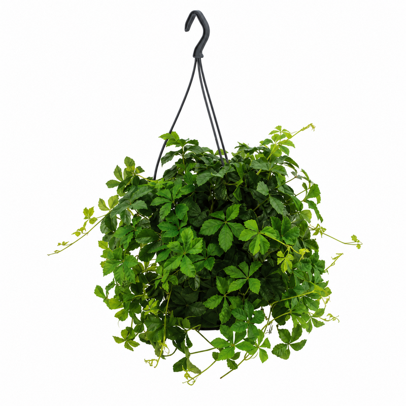 Parthenocissus Striatha Hang - Ø15cm - ↕25cm