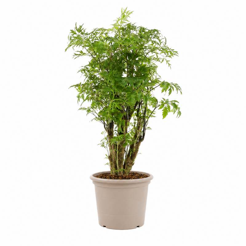 Polyscias Hawaiiana Ming - 45 cm - ø12
