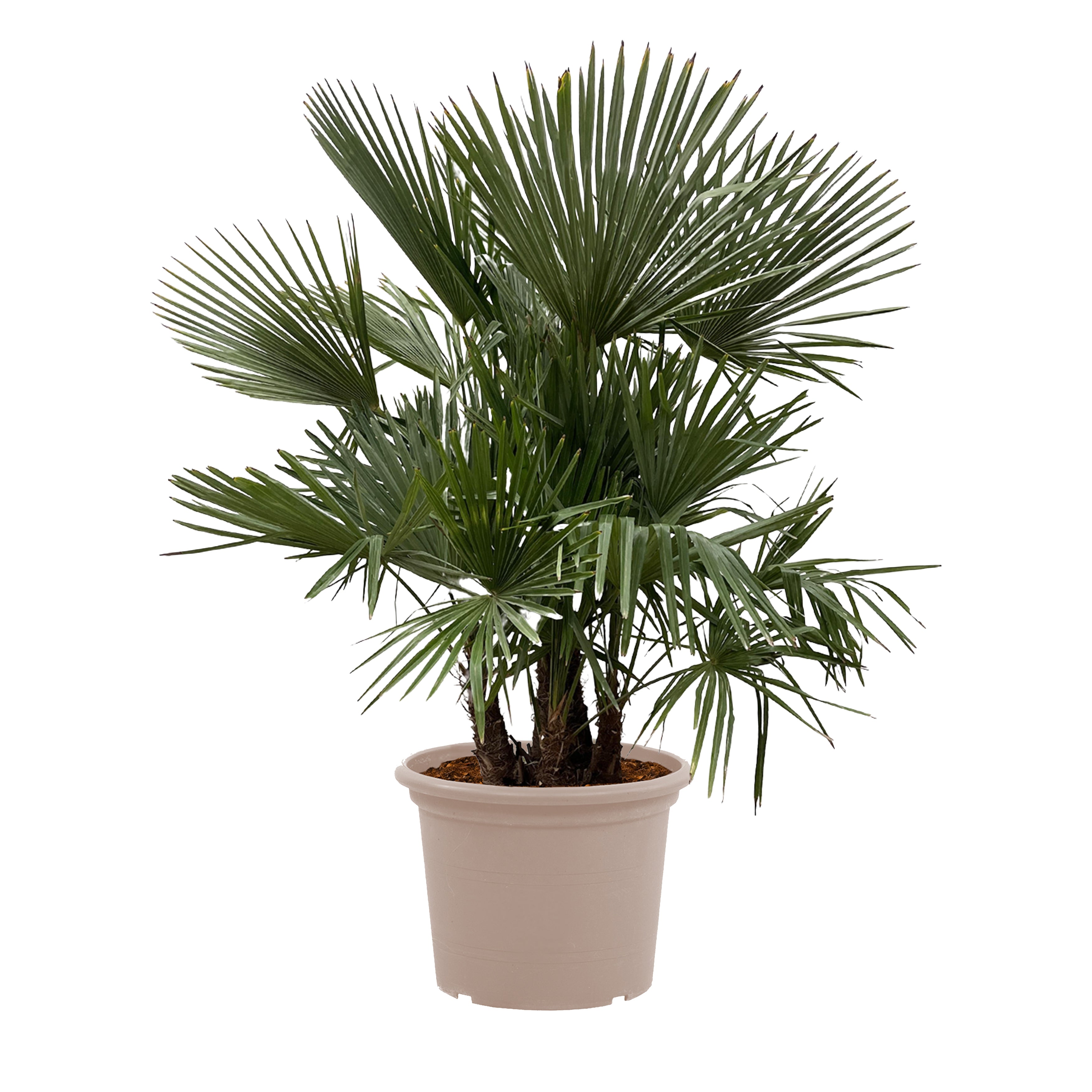 Trachycarpus multi stam - 230cm- Ø50