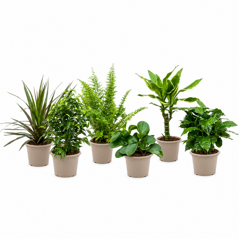 Verrassingsbox - 6 planten - 20-40 cm - Ø12