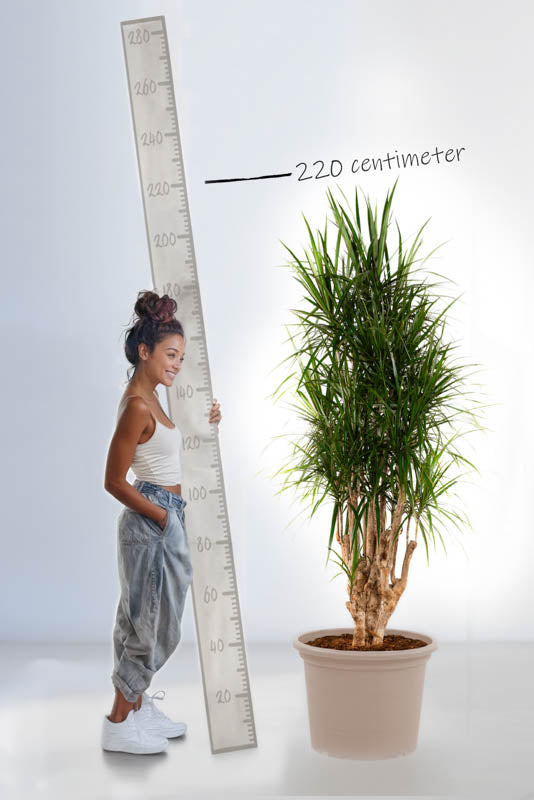 Dracaena Marginata vertakt - 220 cm - ø40