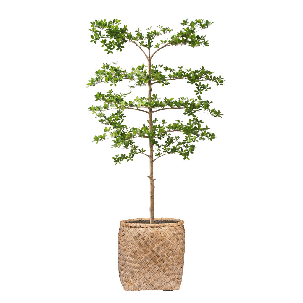 Everlasting Leaf