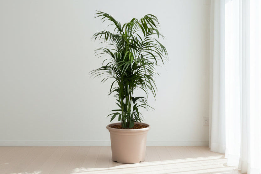 Kentia palm - 220 cm - ø38