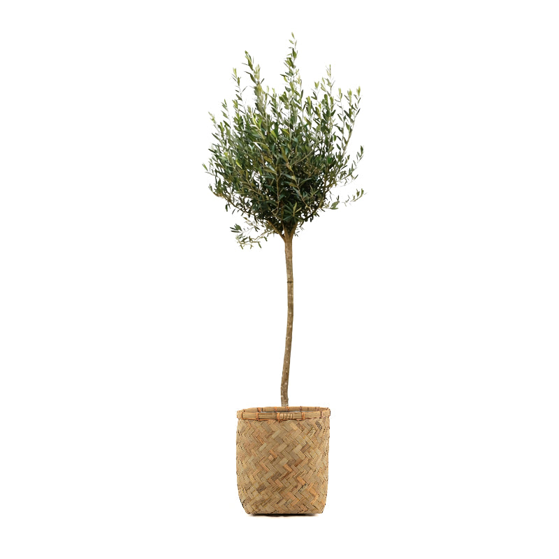 Olive Bamboo