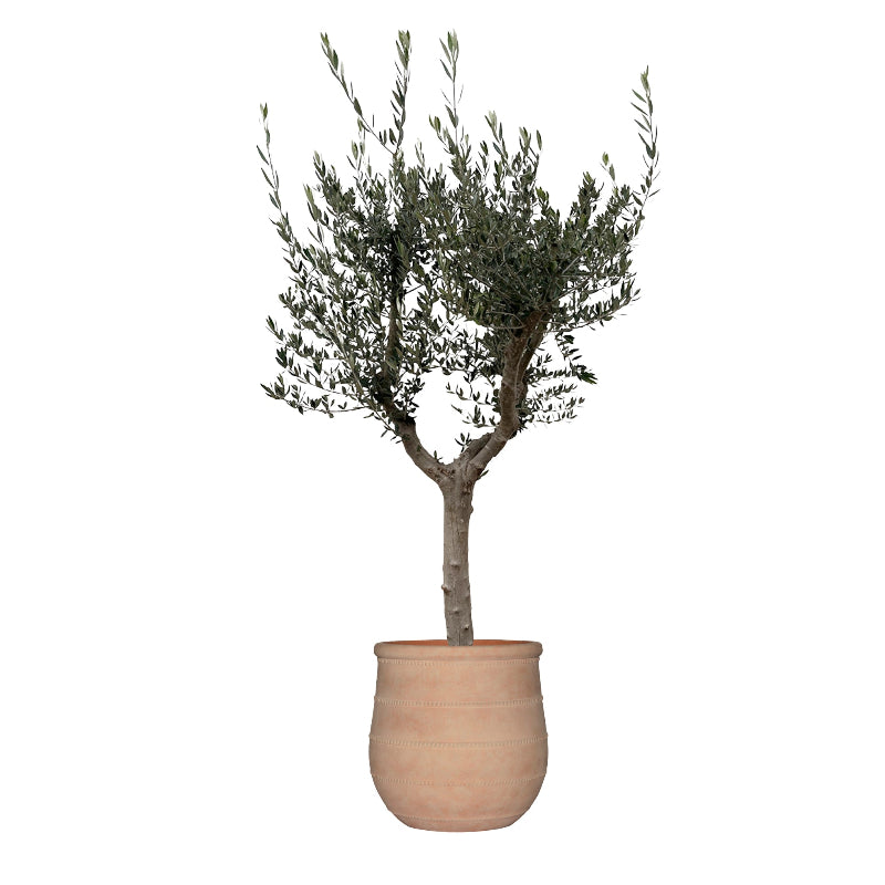 Olive Terrace
