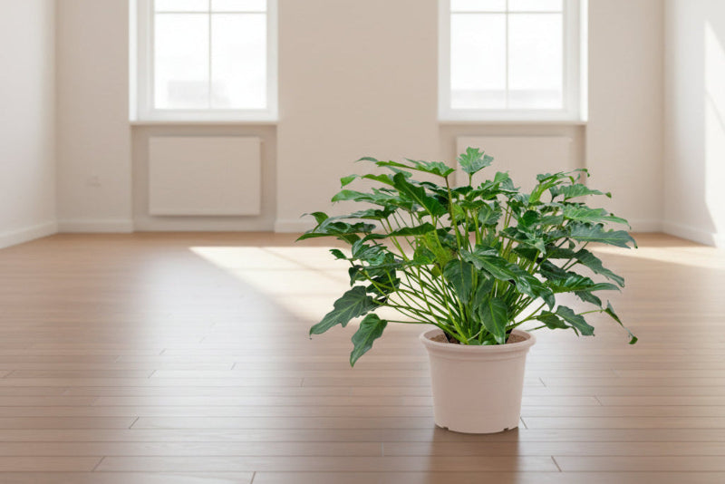 Philodendron Xanadu - 60cm