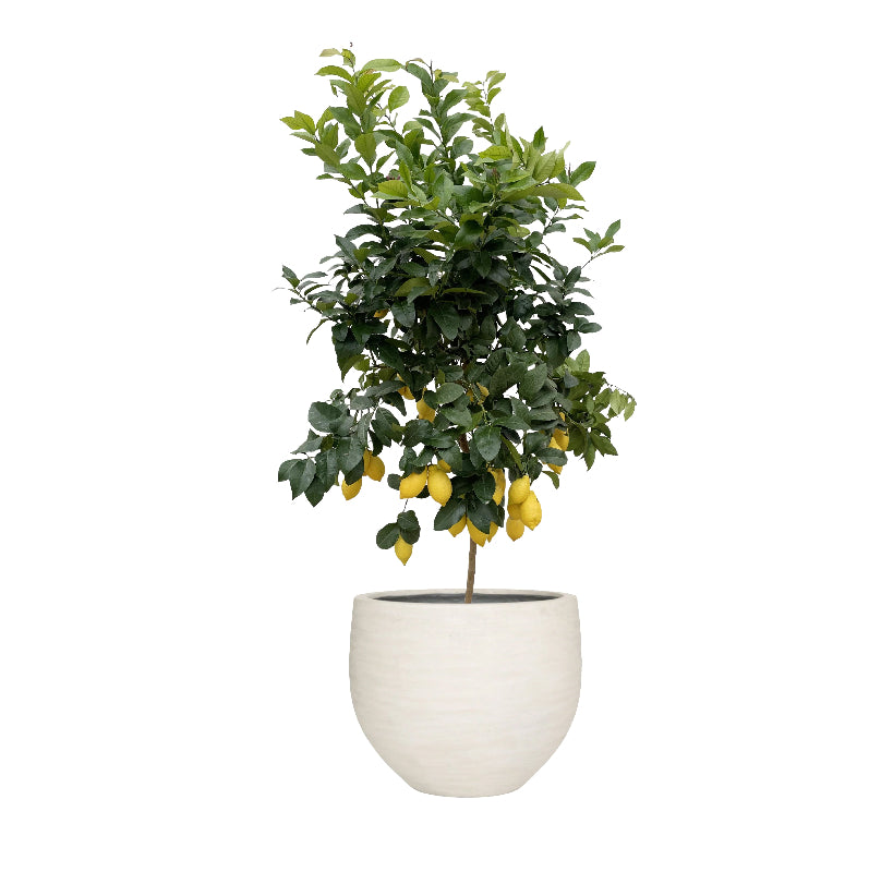 Summer Citrus