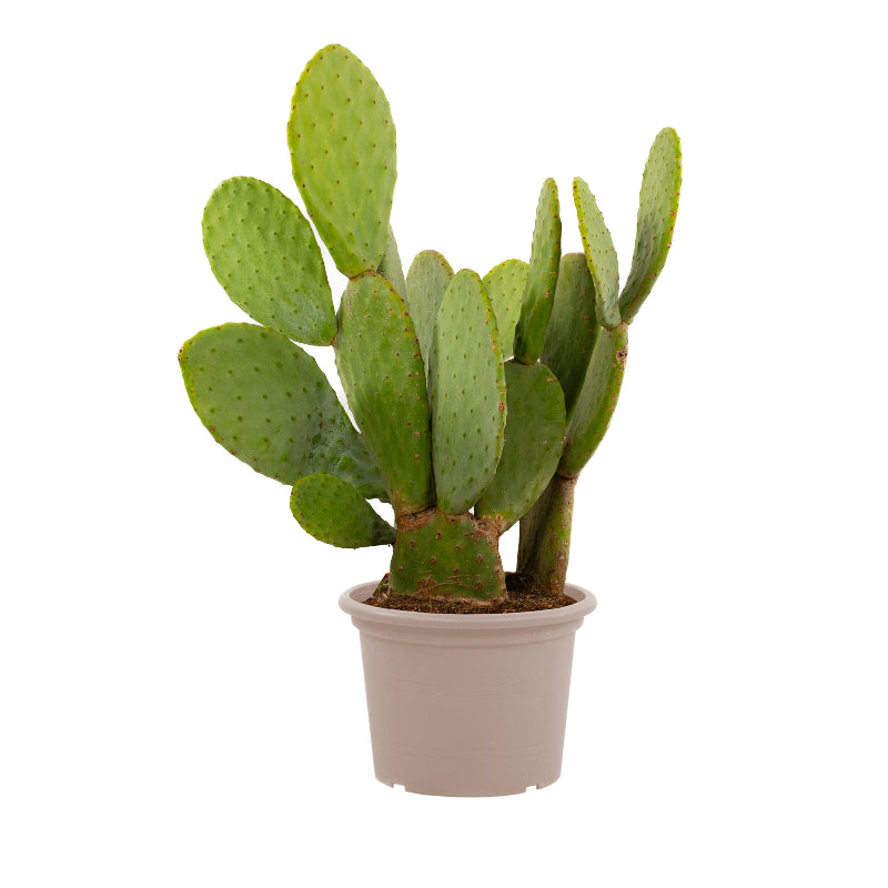 Cactus Opuntia - 120 cm - Ø38cm