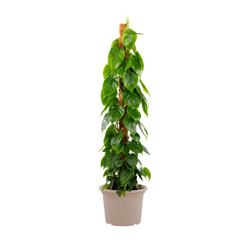 Philodendron Scandens mosstok - 150 cm - ø27