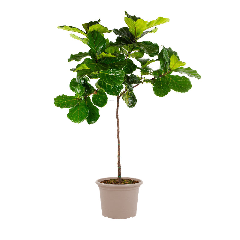 Ficus Lyrata boom XXXL - 270 cm - ø45