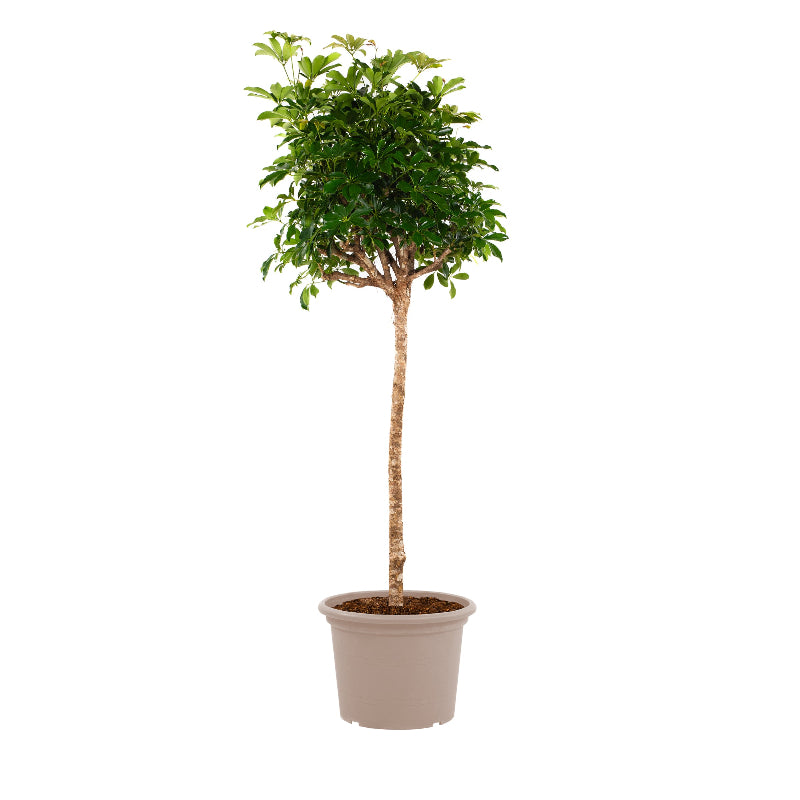 Schefflera op stam - 200 cm - ø40