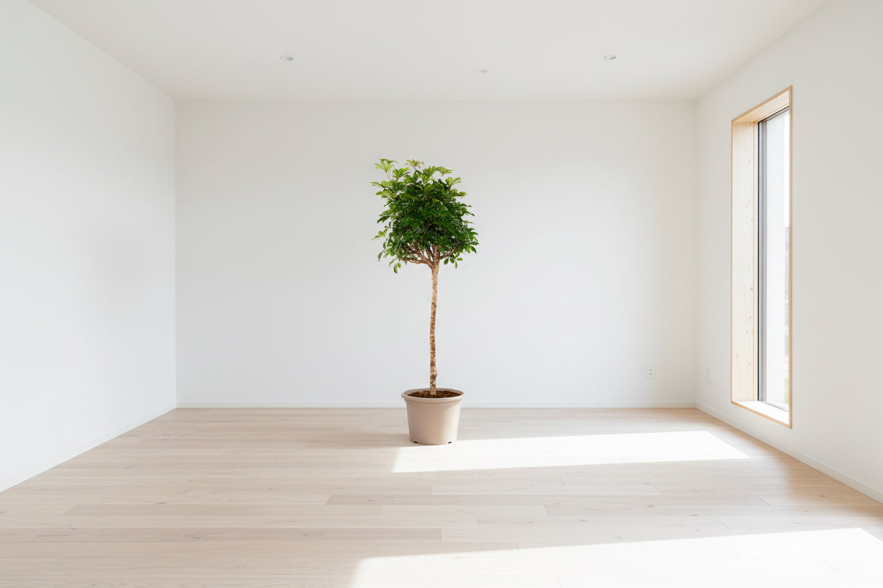 Schefflera op stam - 200 cm - ø40