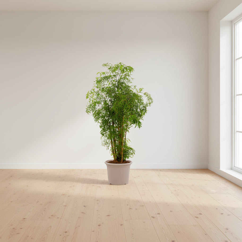 Polyscias Hawaiiana Ming - 100 cm - Ø24cm