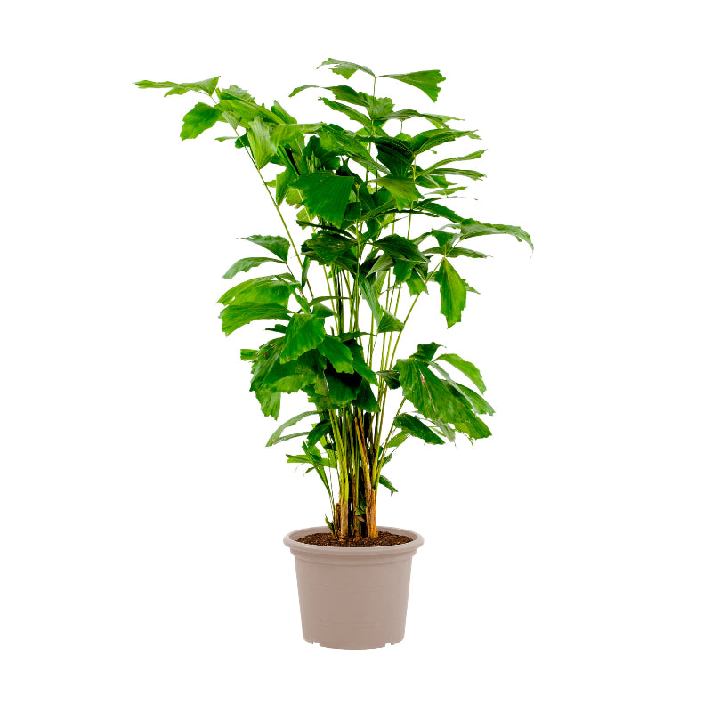 Caryota Mitis - 130 cm - Ø21cm