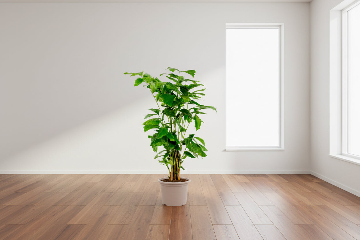 Caryota Mitis - 130 cm - Ø21cm