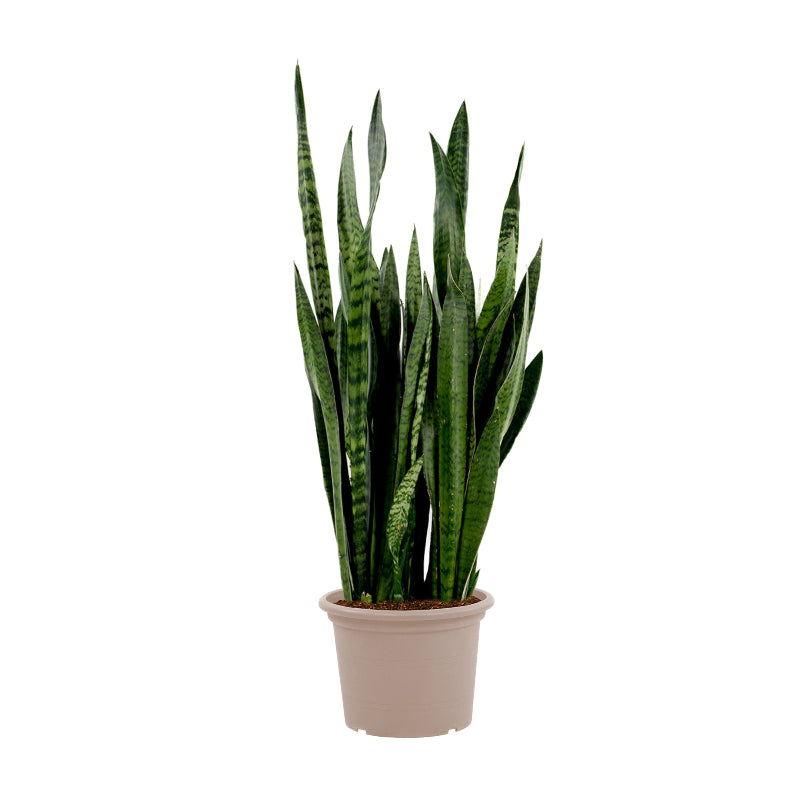 Sansevieria Zeylenica - 110 cm - ø35
