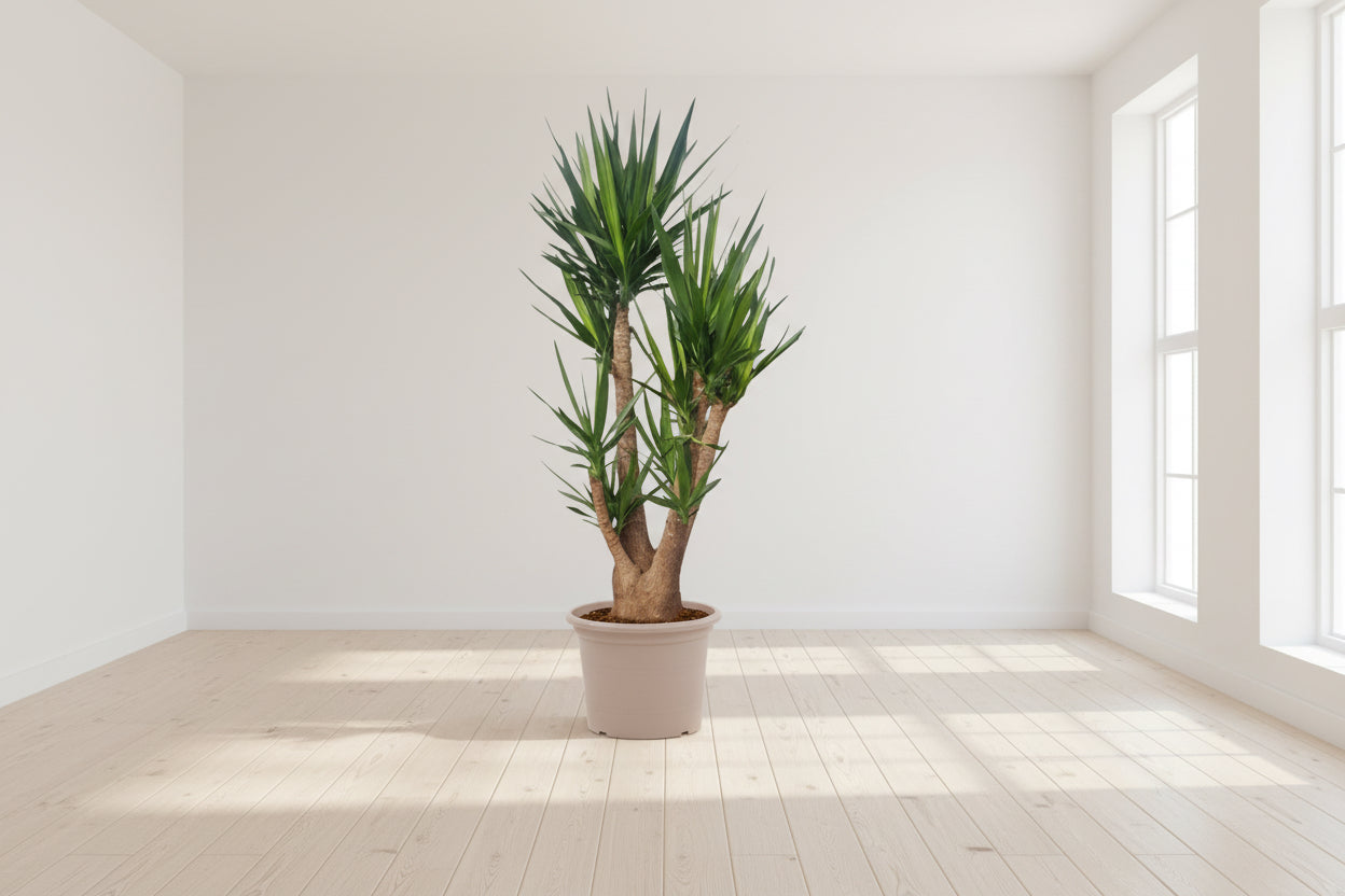 Yucca Elephantipes vertakt - 190 cm - ø55